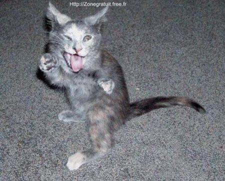 chat