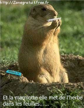 marmote