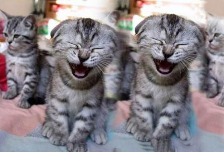 chat