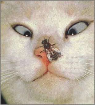 chat