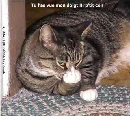 chat