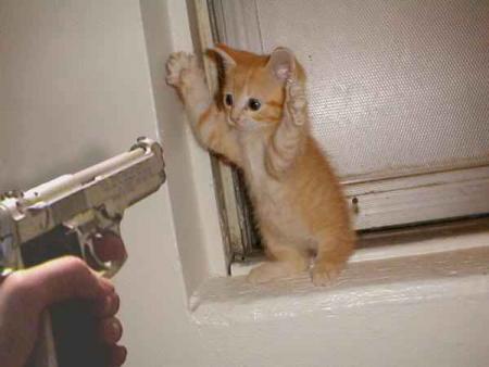 chat