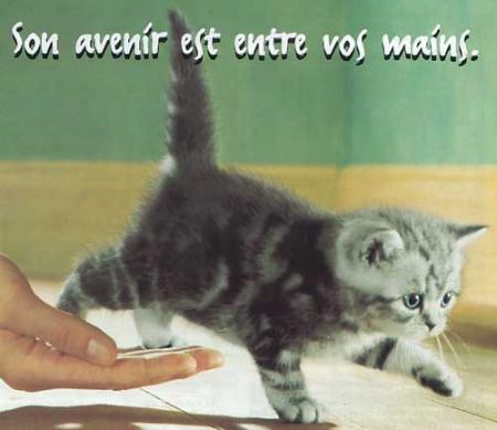 chat